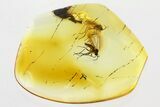 Two Fossil Dark-Winged Fungus Gnats In Baltic Amber #346617-1